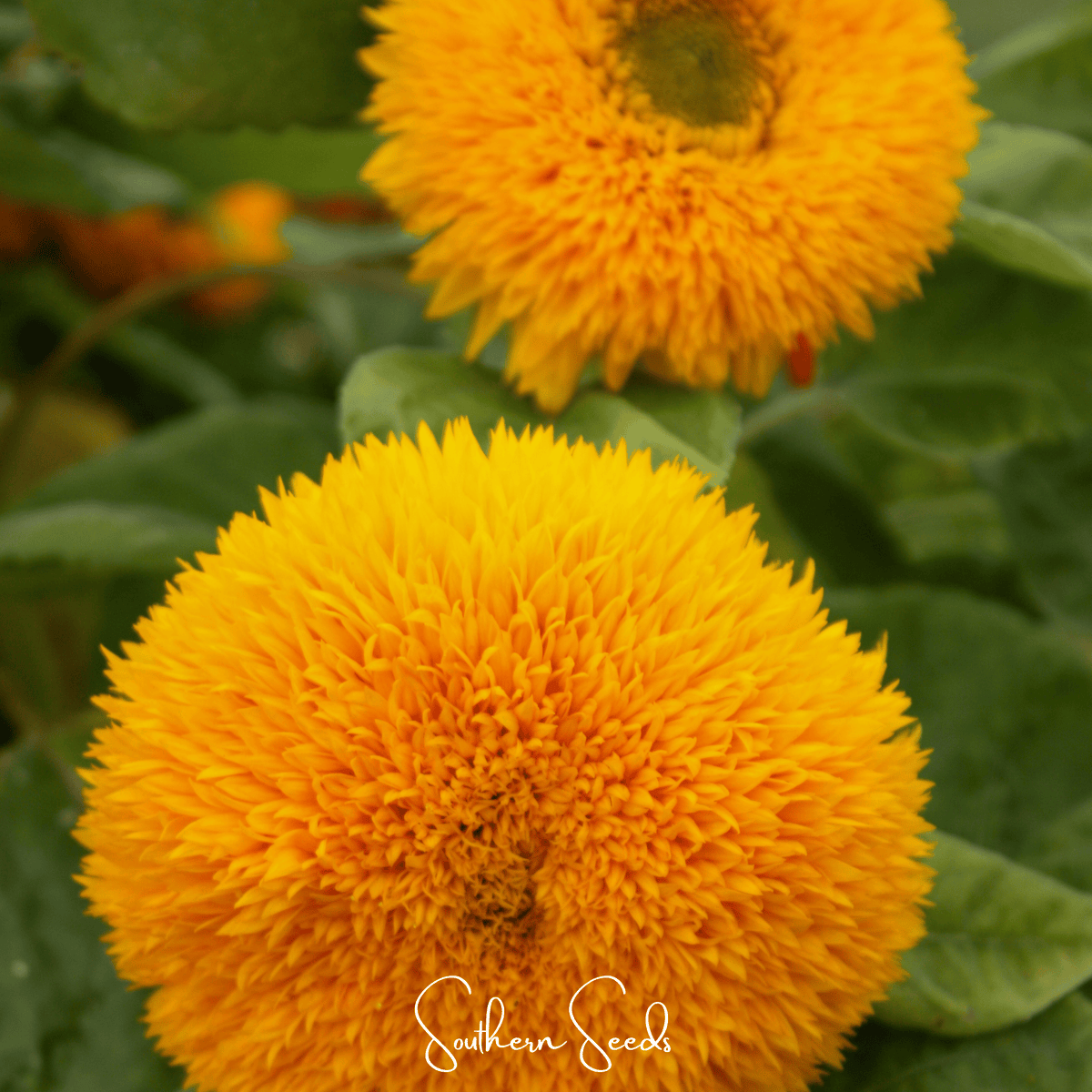 Giant Sungold Sunflower – 25 Seeds - Garden Gets