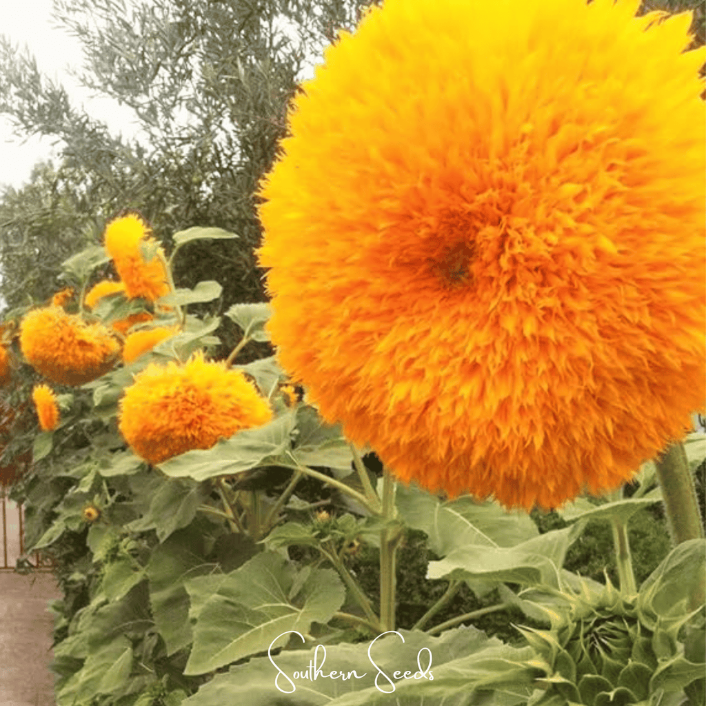 Giant Sungold Sunflower – 25 Seeds - Garden Gets