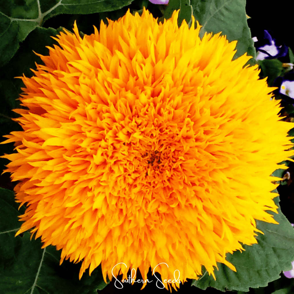 Giant Sungold Sunflower – 25 Seeds - Garden Gets