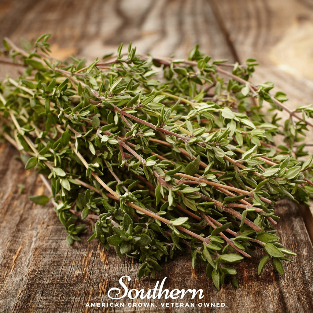 Common Thyme – 250 Seeds - Garden Gets