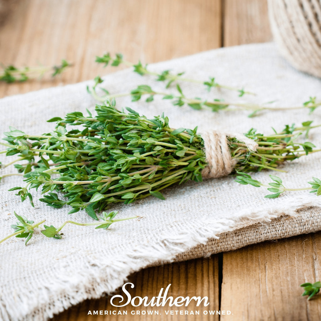 Common Thyme – 250 Seeds - Garden Gets