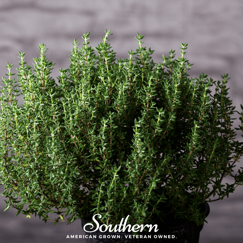 Common Thyme – 250 Seeds - Garden Gets