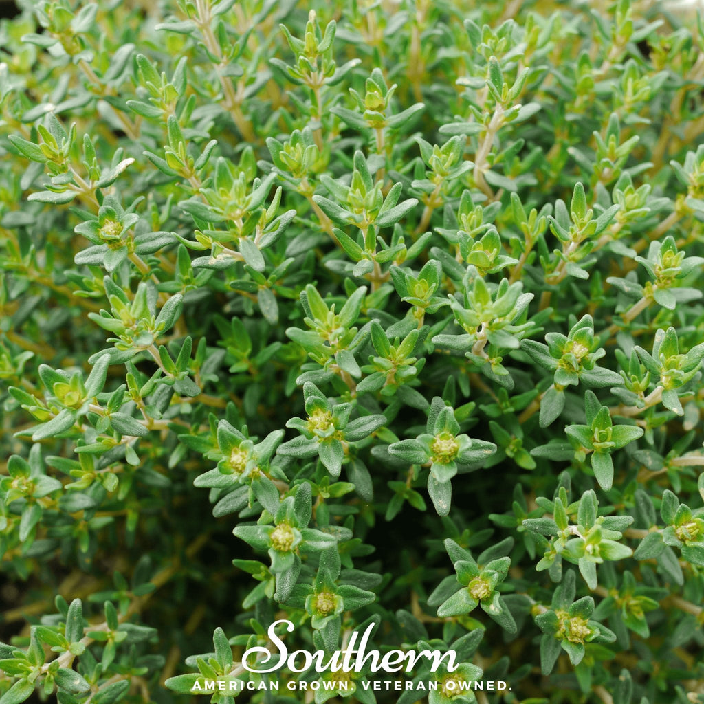 Common Thyme – 250 Seeds - Garden Gets