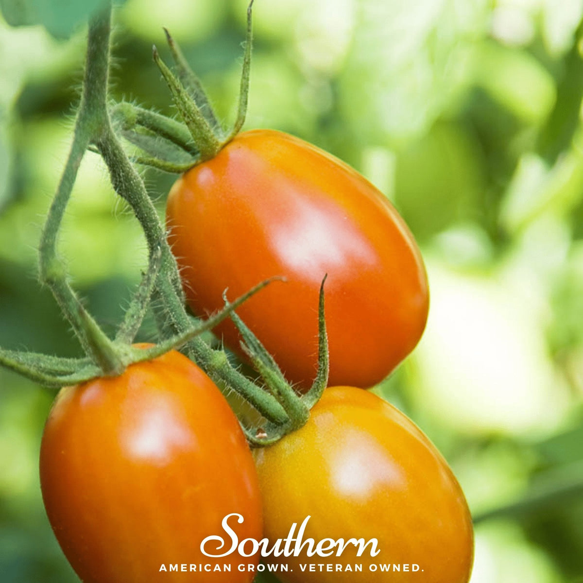 Roma VF Tomato – 50 Seeds - Garden Gets