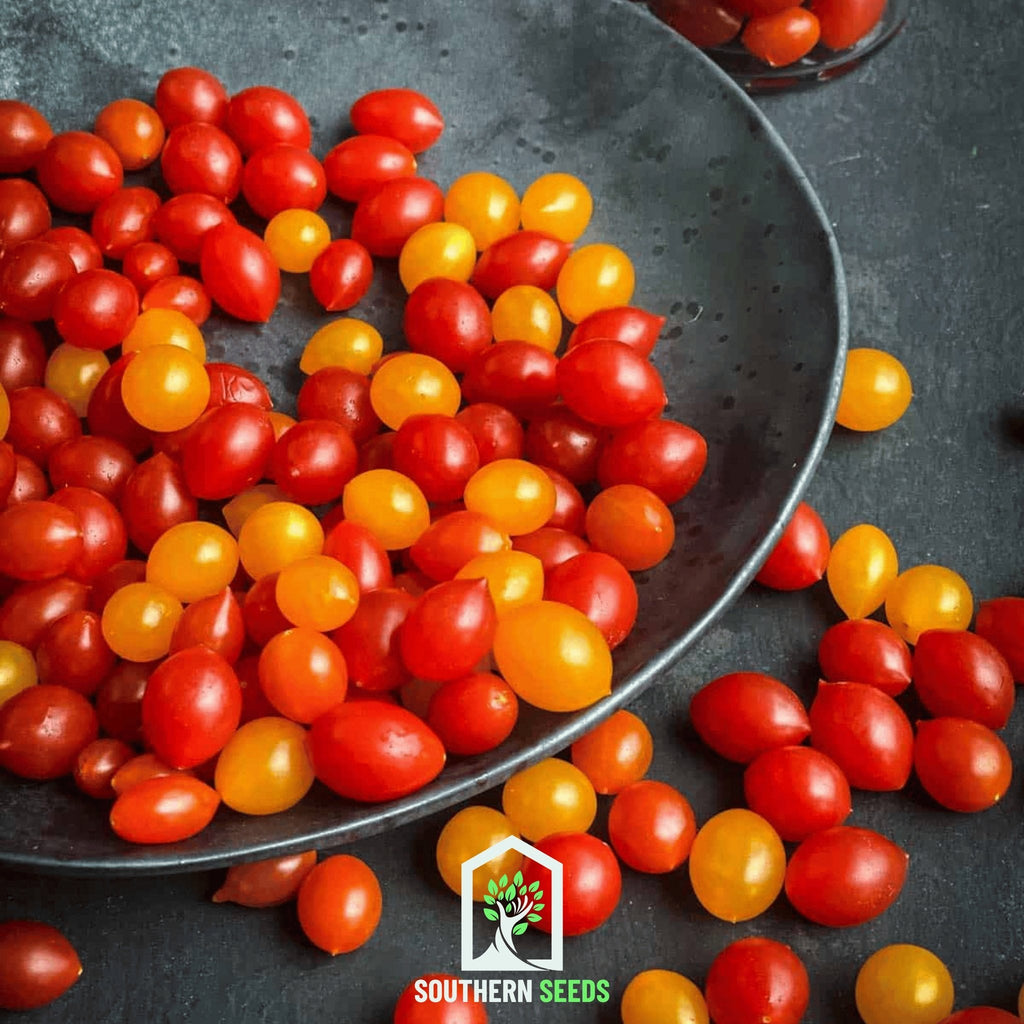World's Smallest Tomato – Tomberry – 25 Seeds - Garden Gets
