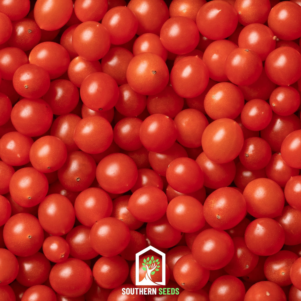 World's Smallest Tomato – Tomberry – 25 Seeds - Garden Gets