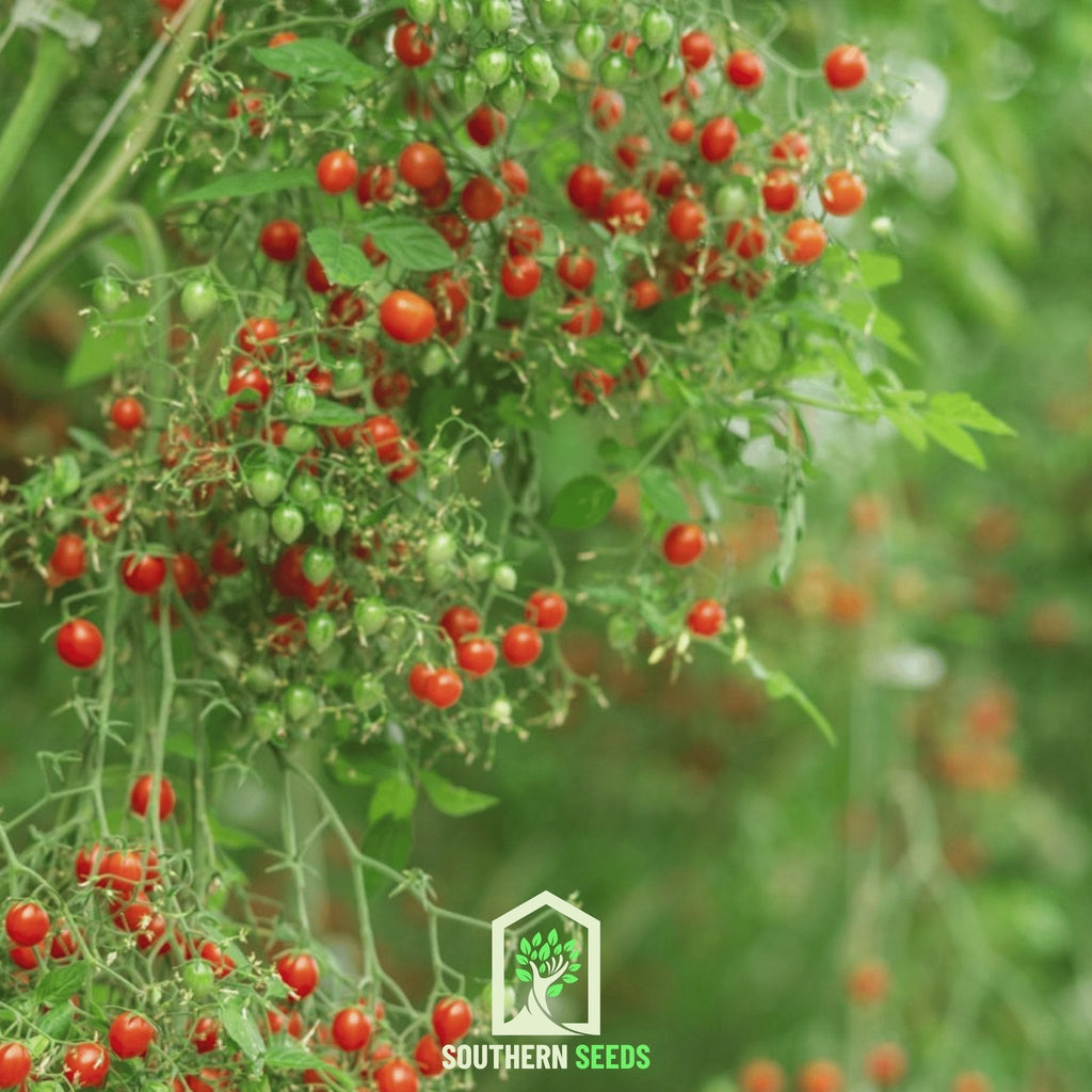 World's Smallest Tomato – Tomberry – 25 Seeds - Garden Gets