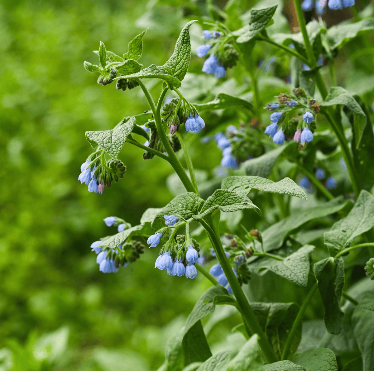 True Comfrey – 20 Seeds - Garden Gets