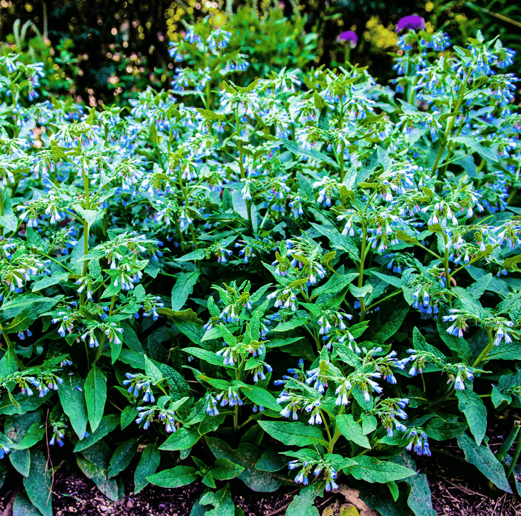 True Comfrey – 20 Seeds - Garden Gets
