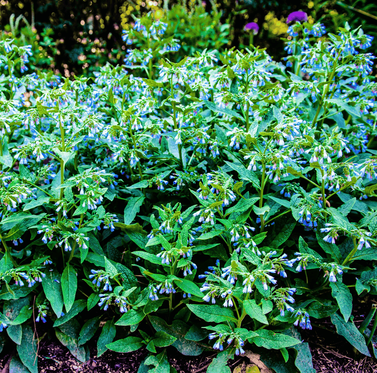 True Comfrey – 20 Seeds - Garden Gets