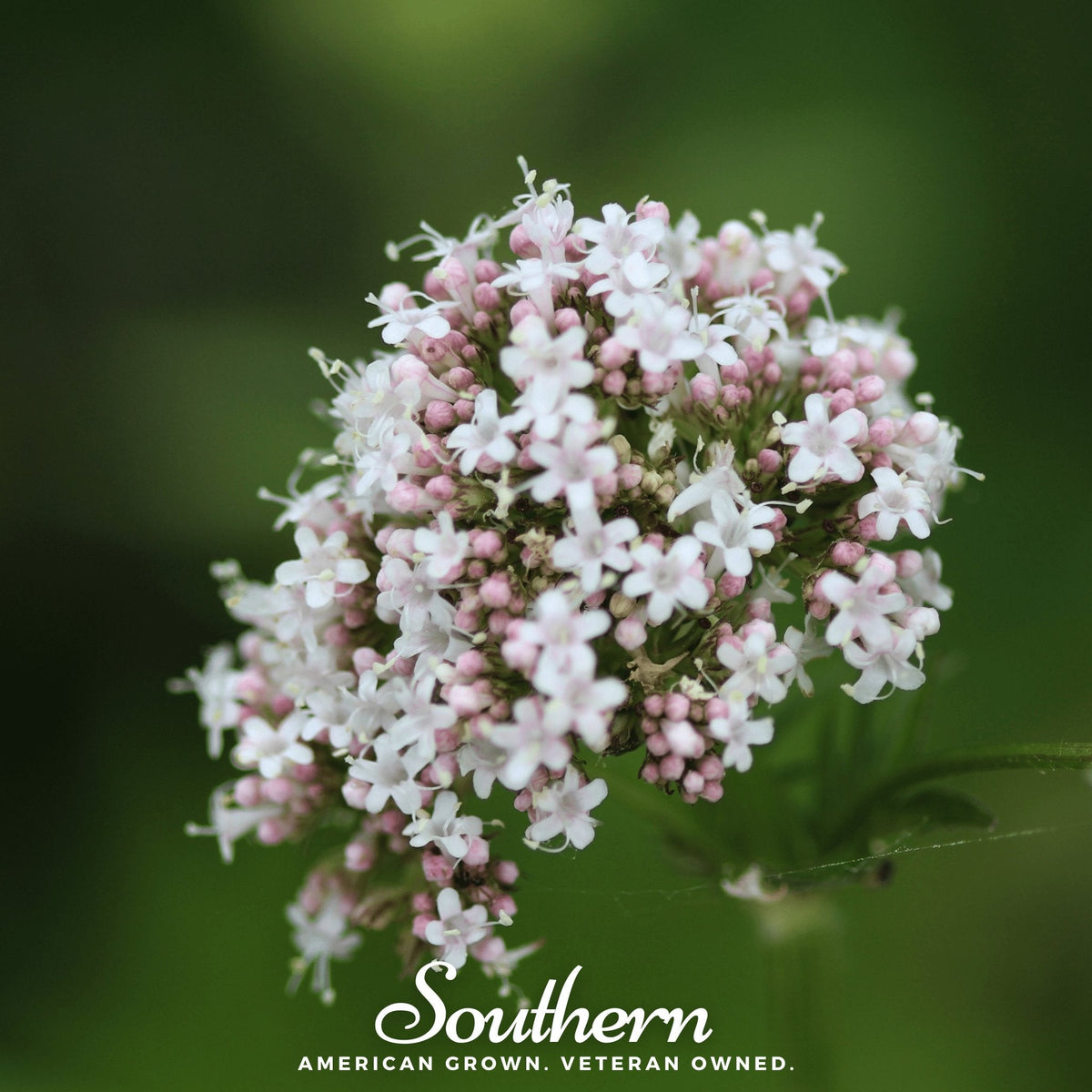 Valerian – 100 Seeds - Garden Gets