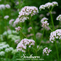Valerian – 100 Seeds - Garden Gets