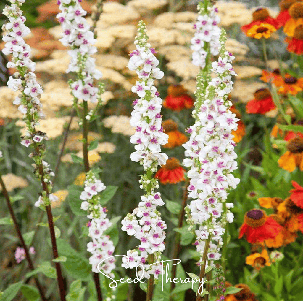 Wedding Candles Verbascum – 50 Seeds - Garden Gets