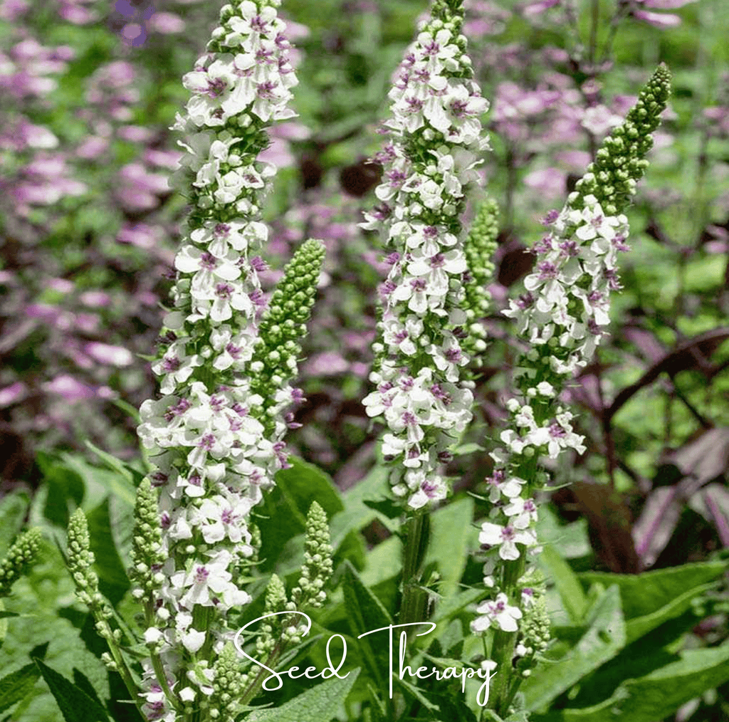 Wedding Candles Verbascum – 50 Seeds - Garden Gets