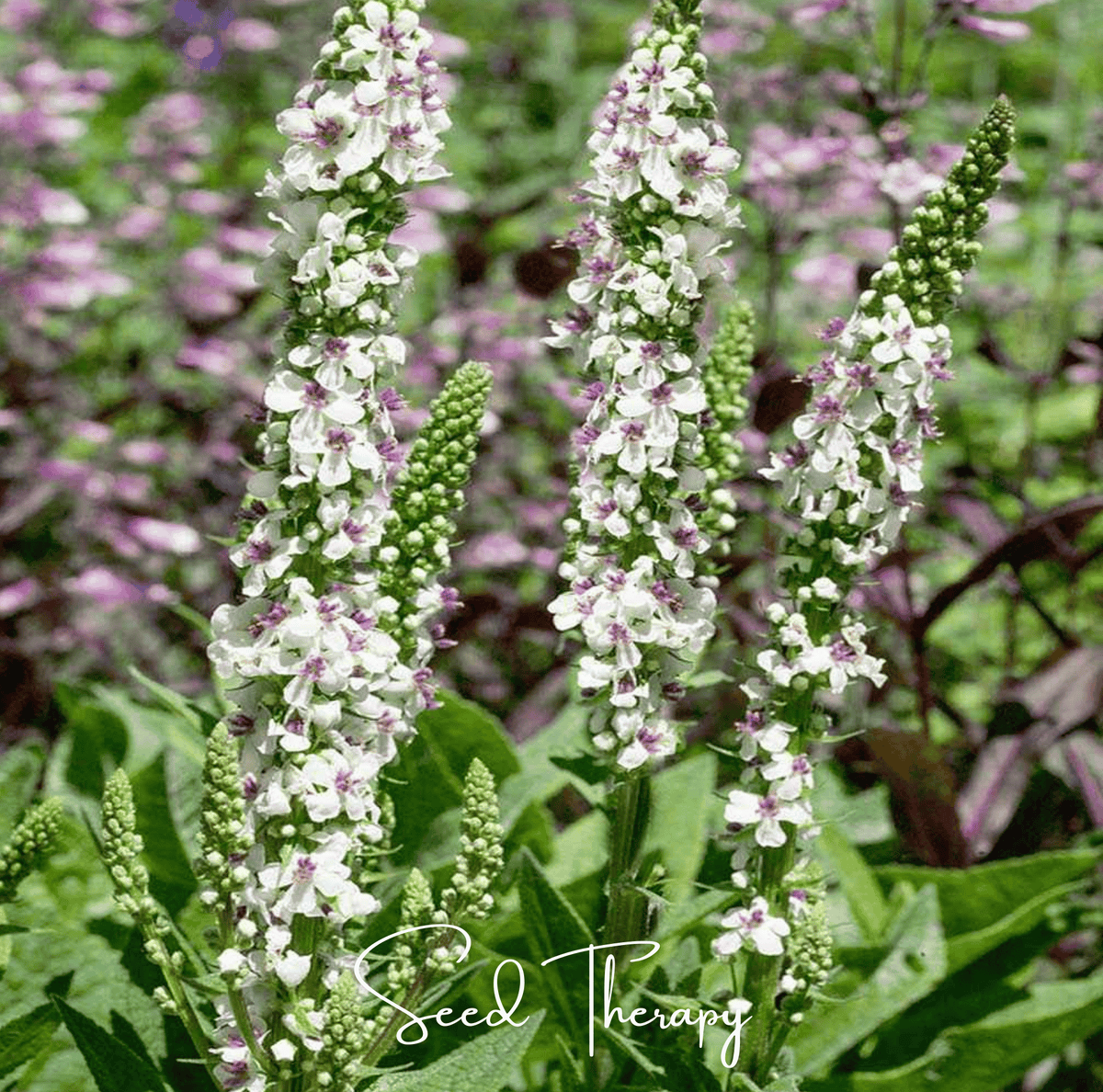Wedding Candles Verbascum – 50 Seeds - Garden Gets
