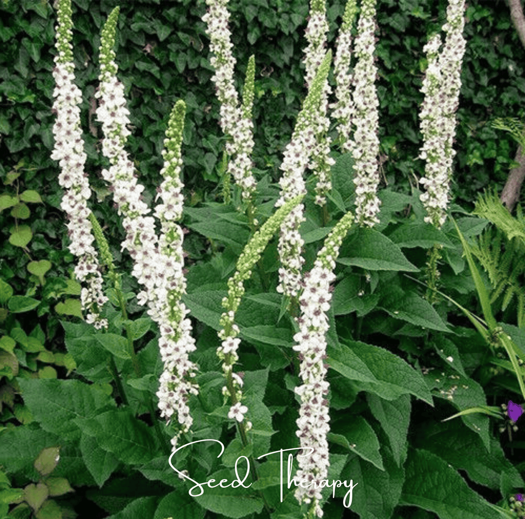 Wedding Candles Verbascum – 50 Seeds - Garden Gets