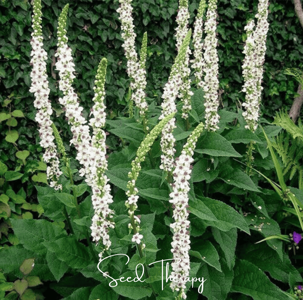 Wedding Candles Verbascum – 50 Seeds - Garden Gets