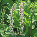 Wedding Candles Verbascum – 50 Seeds - Garden Gets