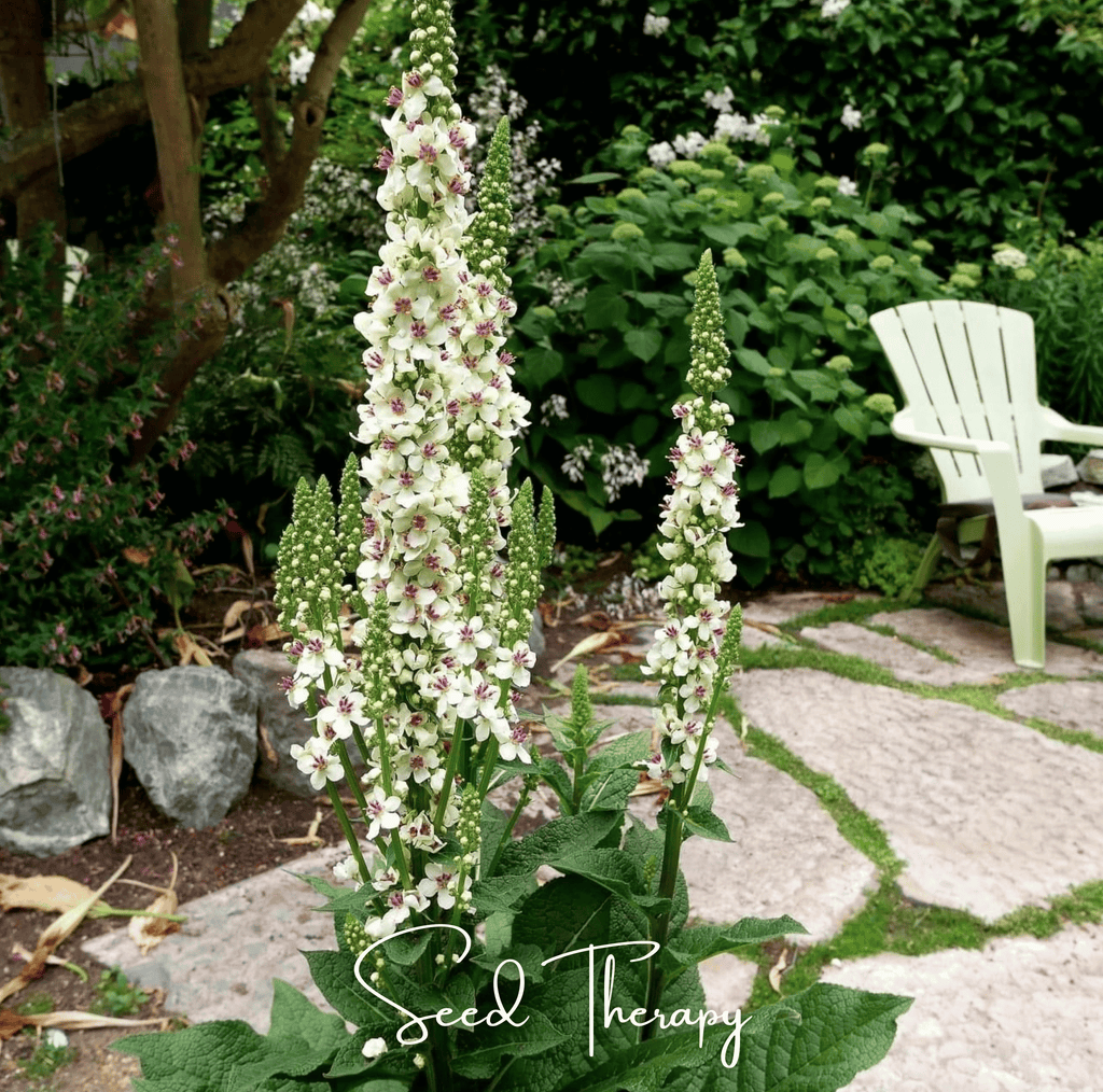 Wedding Candles Verbascum – 50 Seeds - Garden Gets