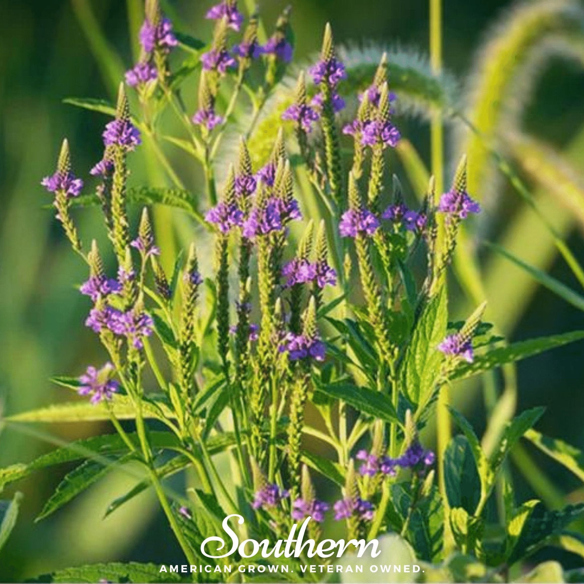 Blue Vervain – 100 Seeds - Garden Gets