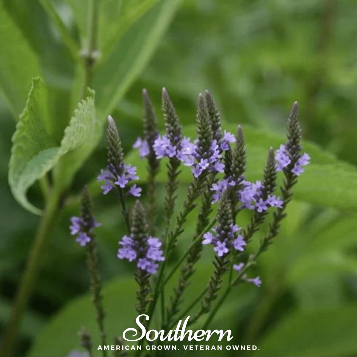 Blue Vervain – 100 Seeds - Garden Gets