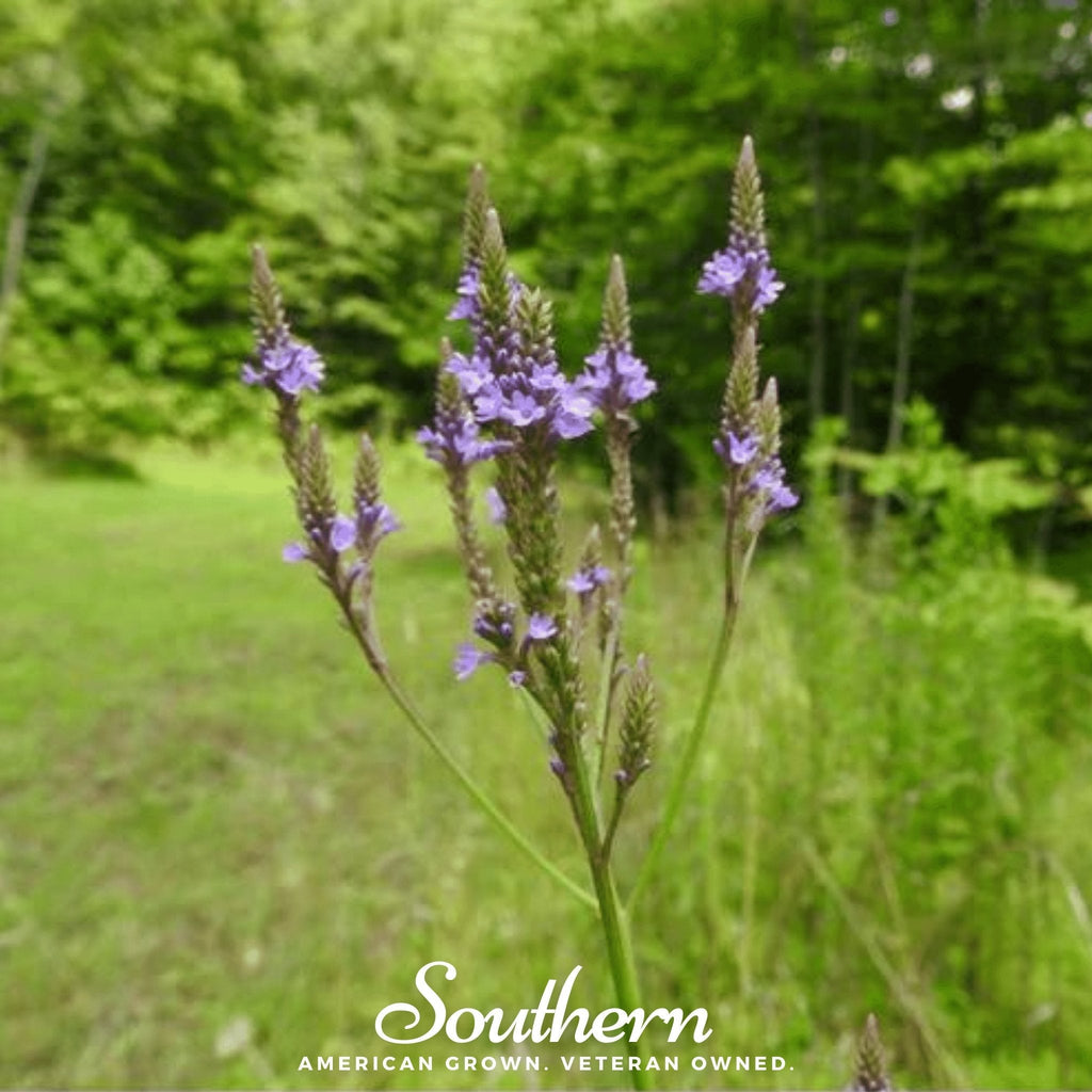Blue Vervain – 100 Seeds - Garden Gets