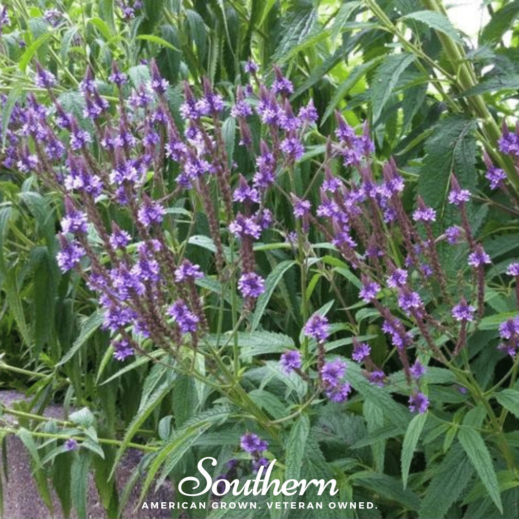 Blue Vervain – 100 Seeds - Garden Gets