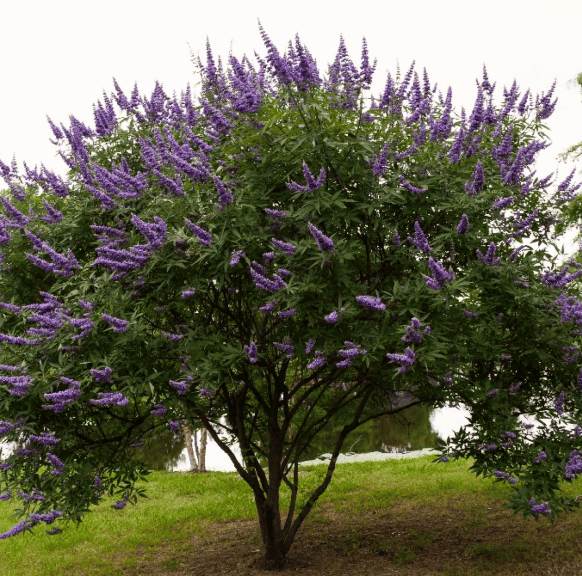 Vitex (Chaste Tree – Texas Lilac) – 20 Seeds - Garden Gets