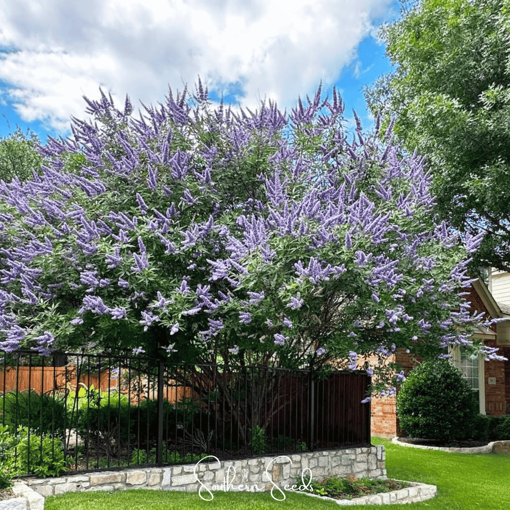 Vitex (Chaste Tree – Texas Lilac) – 20 Seeds - Garden Gets