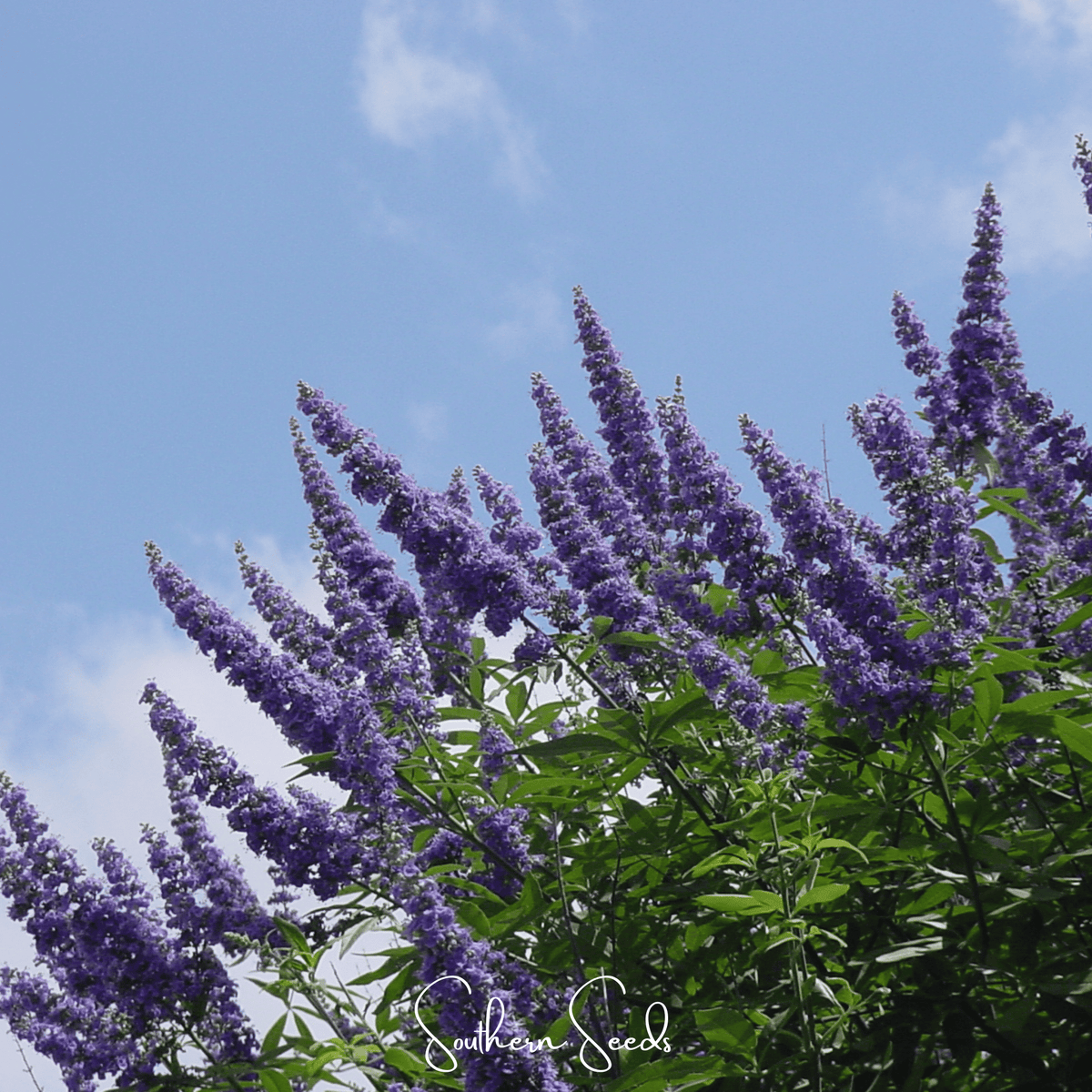 Vitex (Chaste Tree – Texas Lilac) – 20 Seeds - Garden Gets