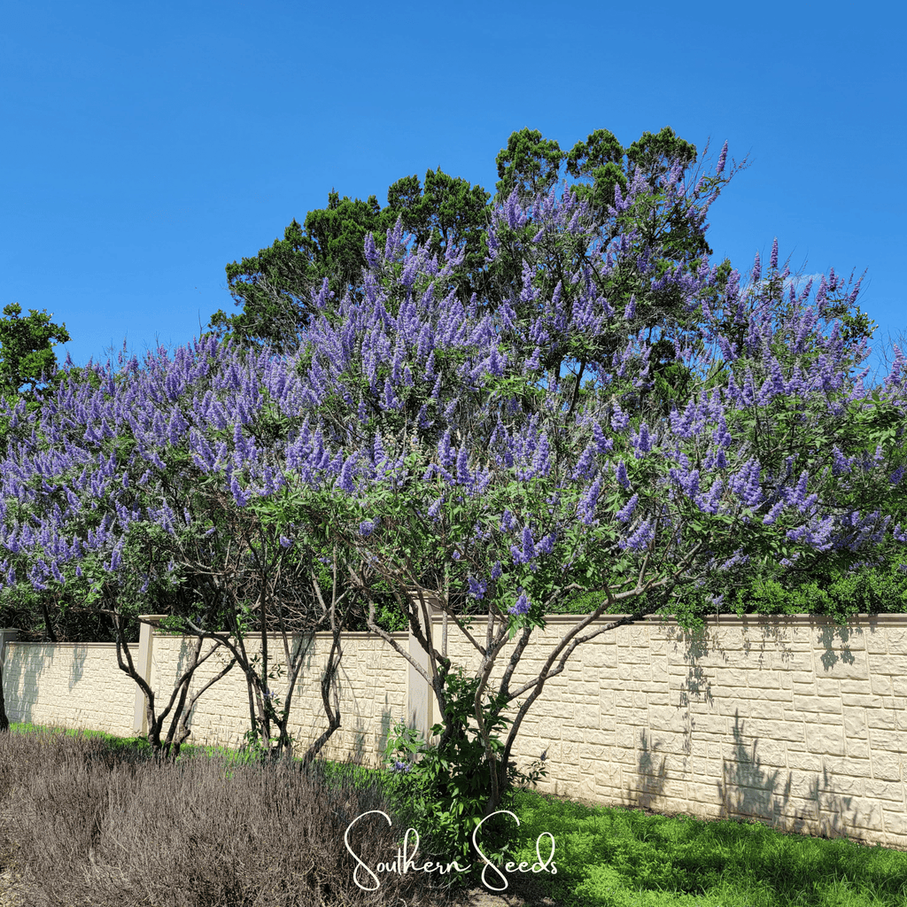 Vitex (Chaste Tree – Texas Lilac) – 20 Seeds - Garden Gets