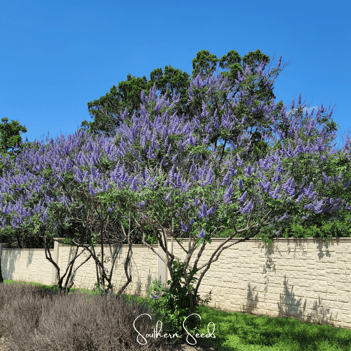 Vitex (Chaste Tree – Texas Lilac) – 20 Seeds - Garden Gets