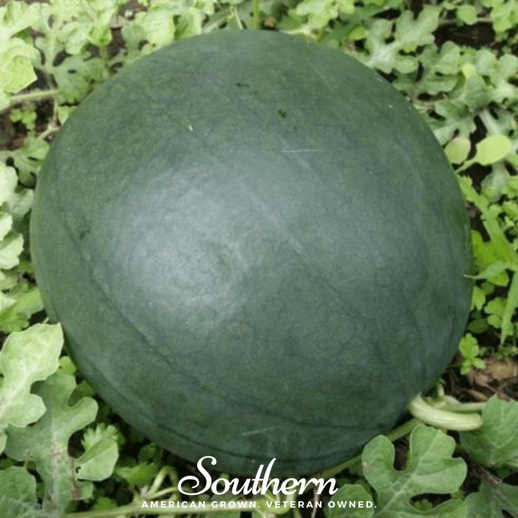 Sugar Baby Watermelon – 25 Seeds - Garden Gets