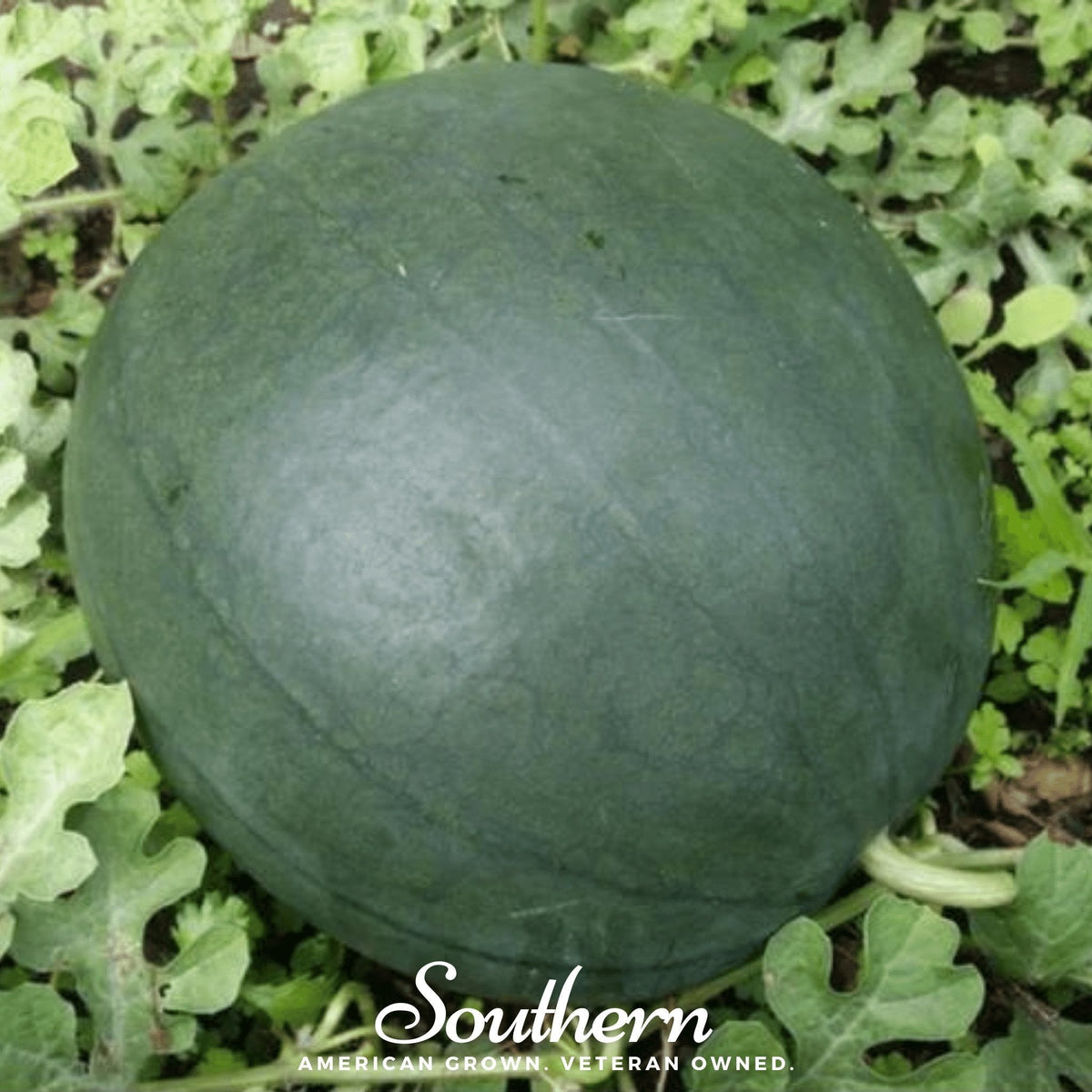 Sugar Baby Watermelon – 25 Seeds - Garden Gets
