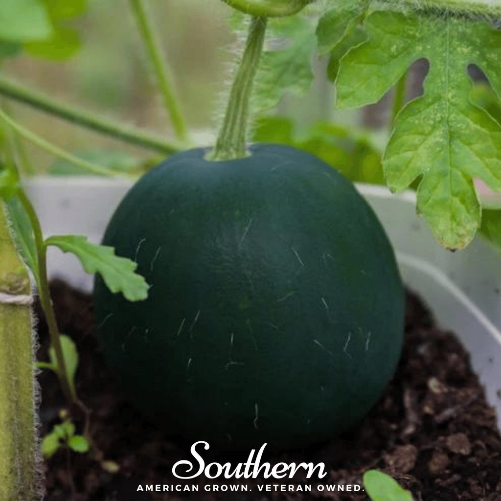 Sugar Baby Watermelon – 25 Seeds - Garden Gets