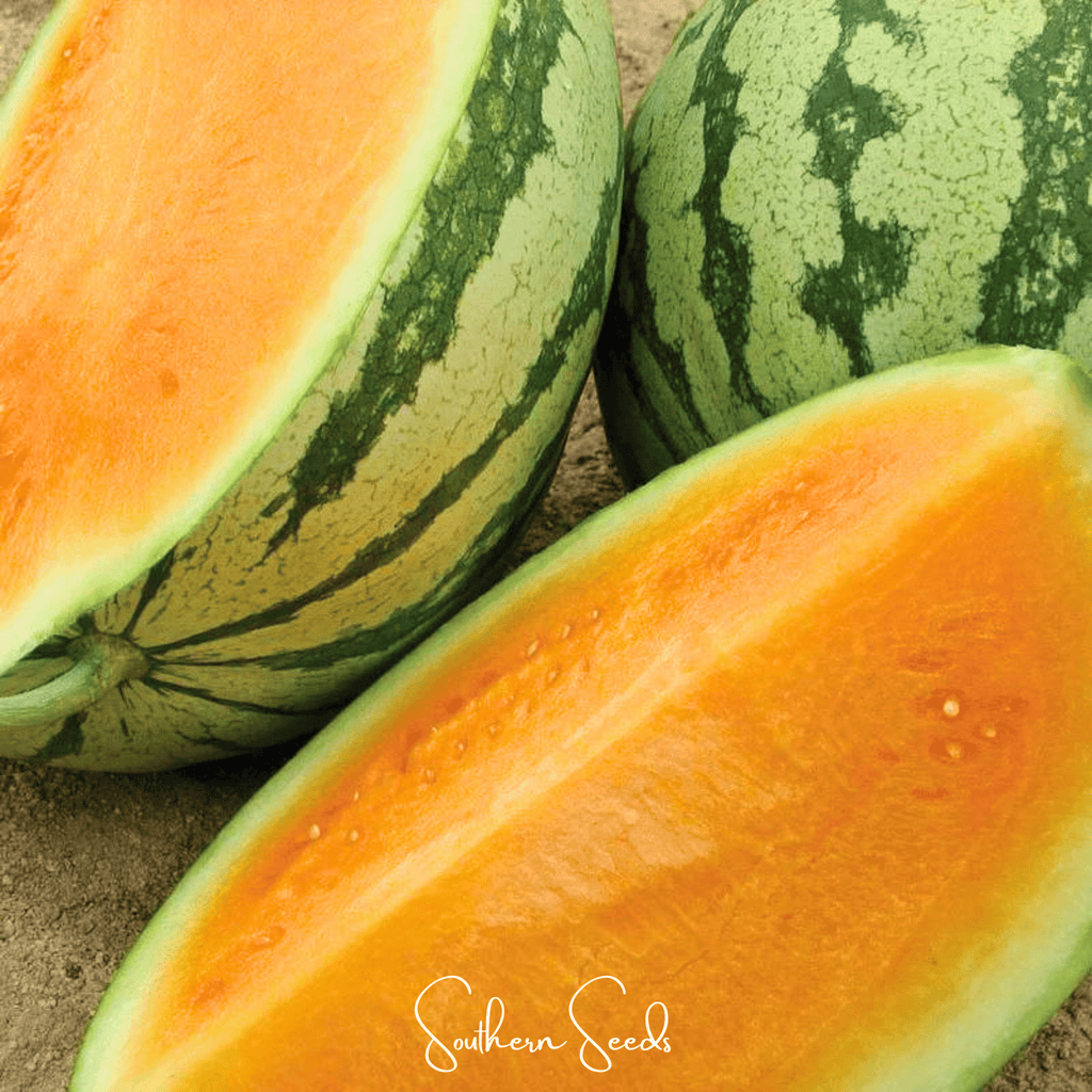 Tendersweet Orange Watermelon – 25 Seeds - Garden Gets