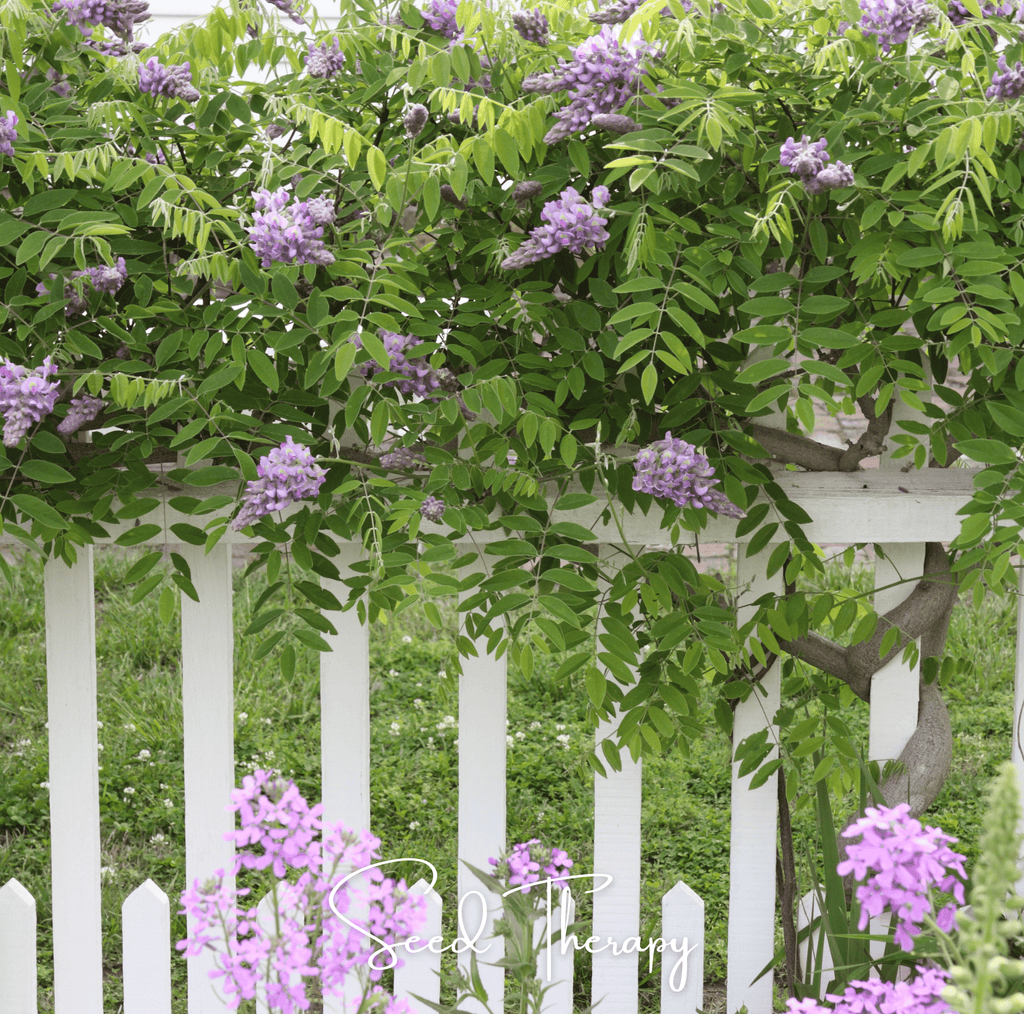 American Wisteria – 5 Seeds - Garden Gets