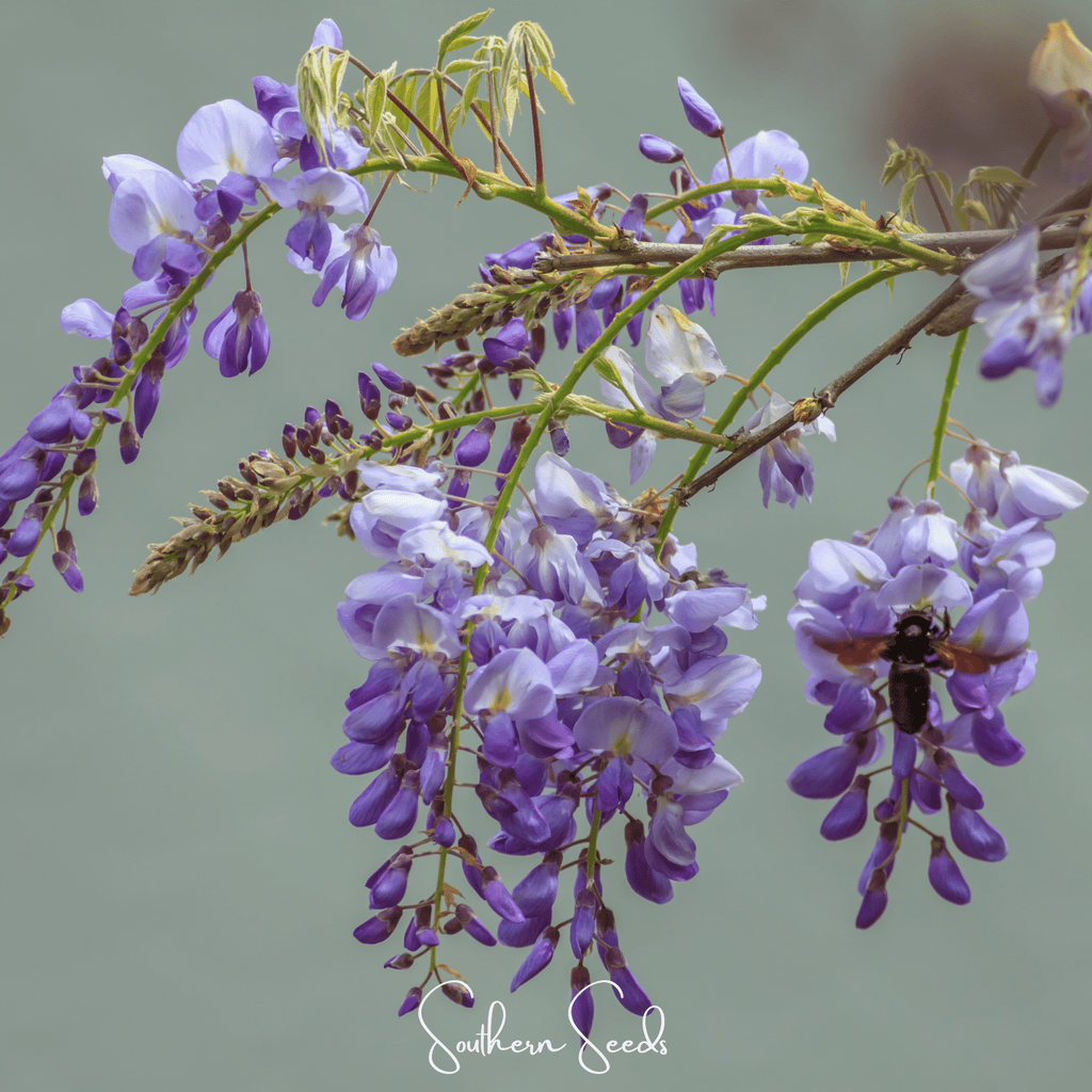 American Wisteria – 5 Seeds - Garden Gets