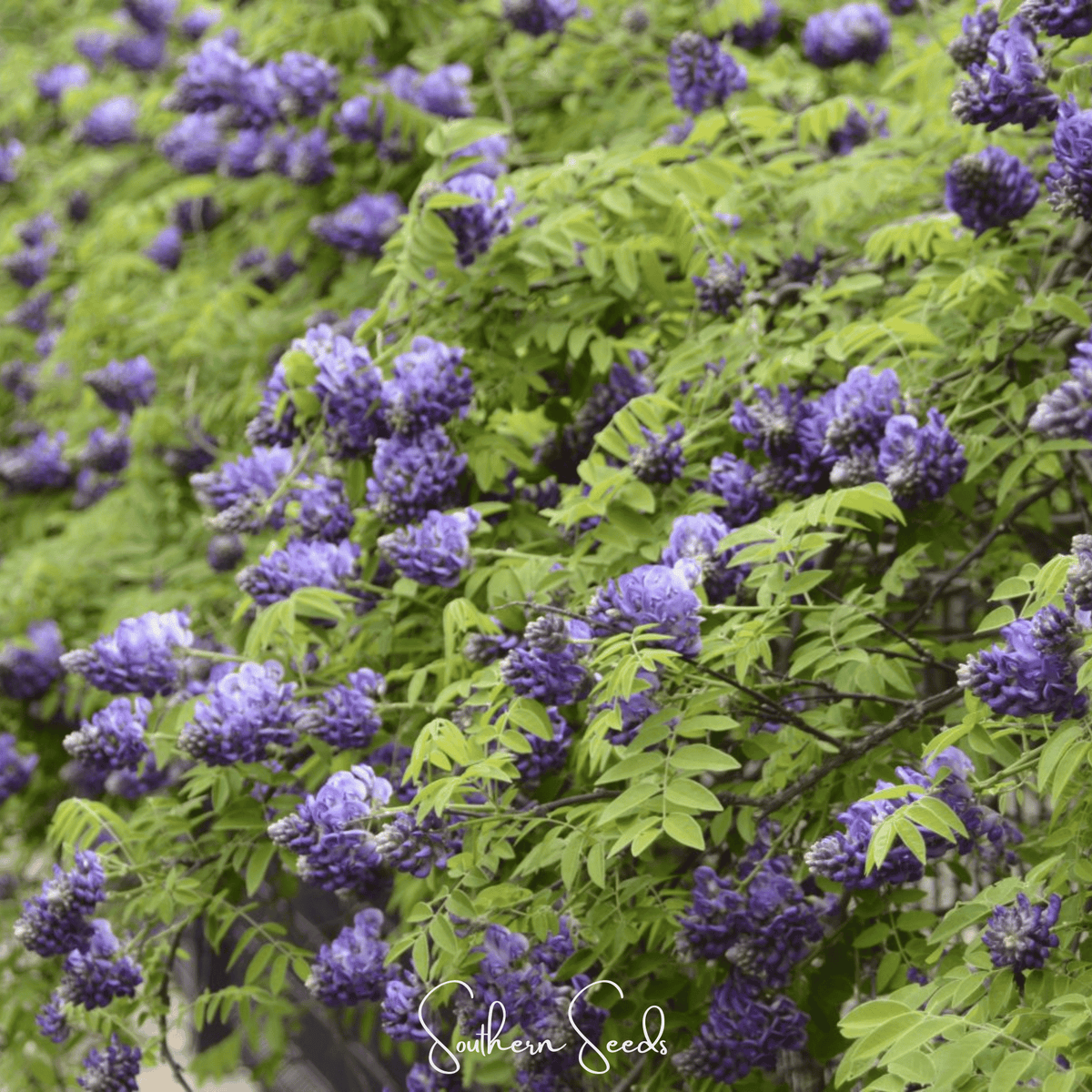 American Wisteria – 5 Seeds - Garden Gets