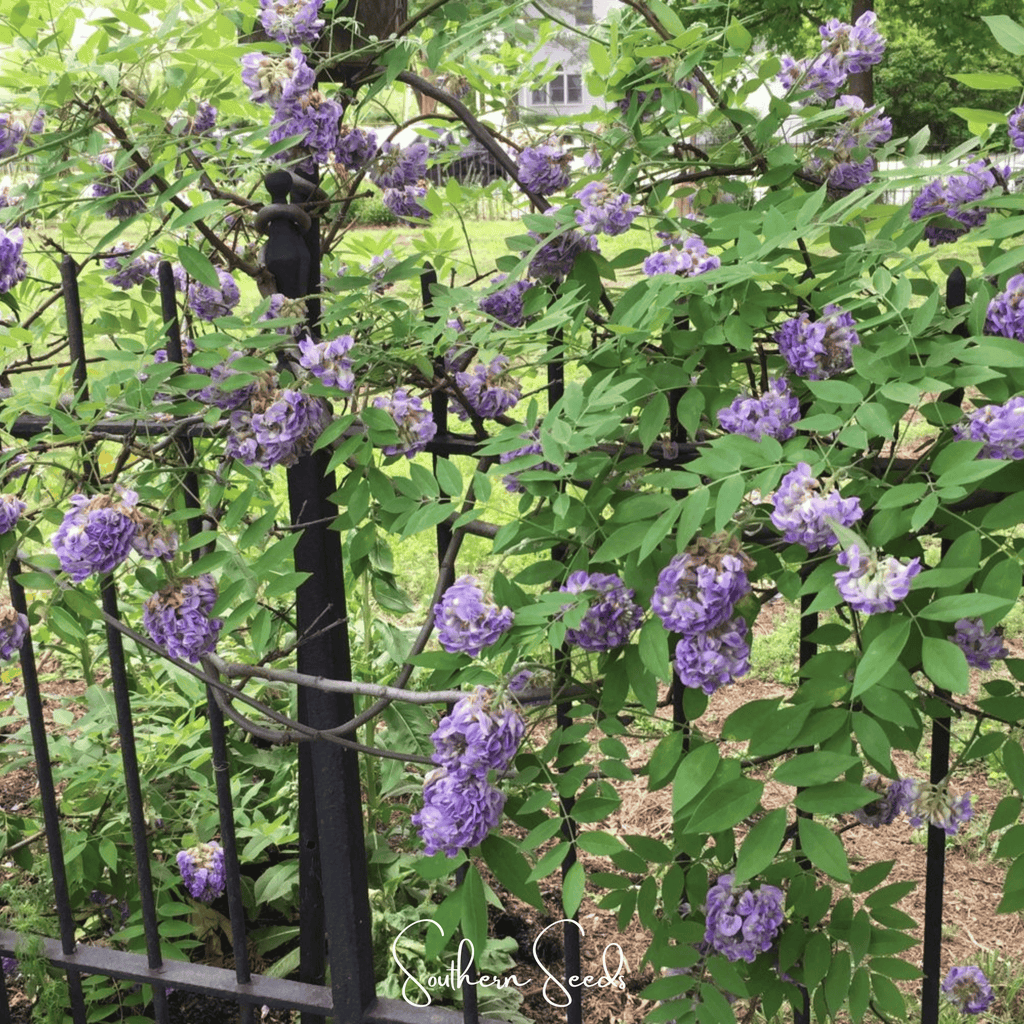 American Wisteria – 5 Seeds - Garden Gets