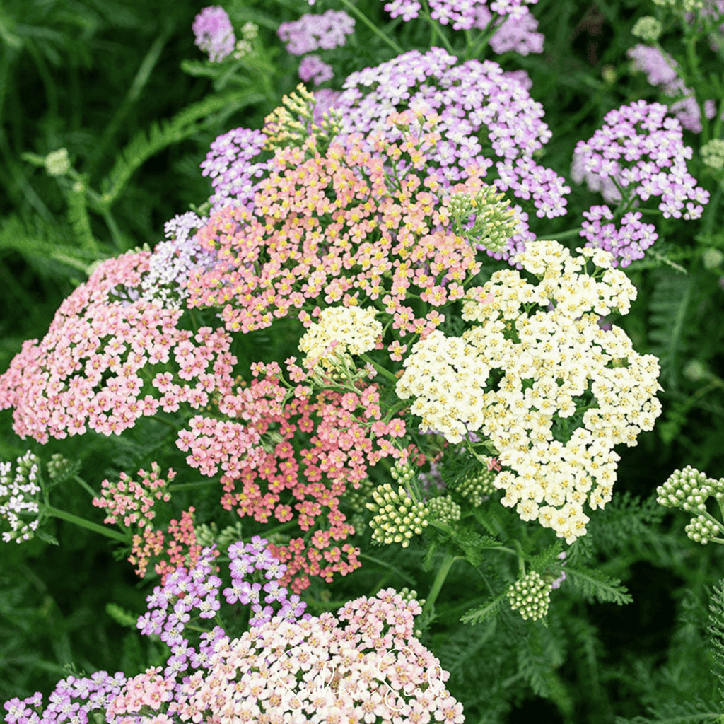 Colorado Yarrow Mix – 50 Seeds - Garden Gets