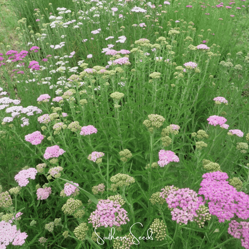 Colorado Yarrow Mix – 50 Seeds - Garden Gets