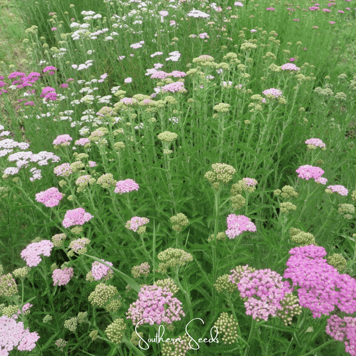 Colorado Yarrow Mix – 50 Seeds - Garden Gets