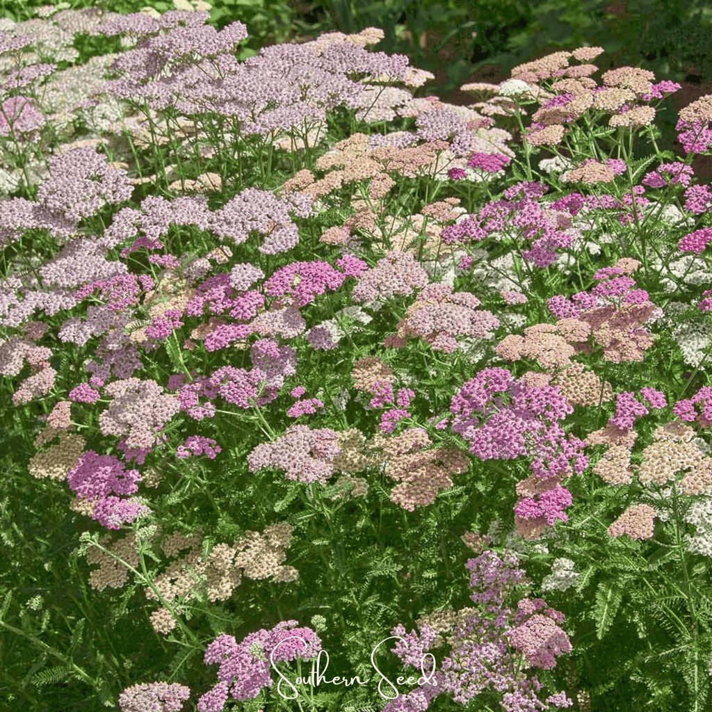 Colorado Yarrow Mix – 50 Seeds - Garden Gets