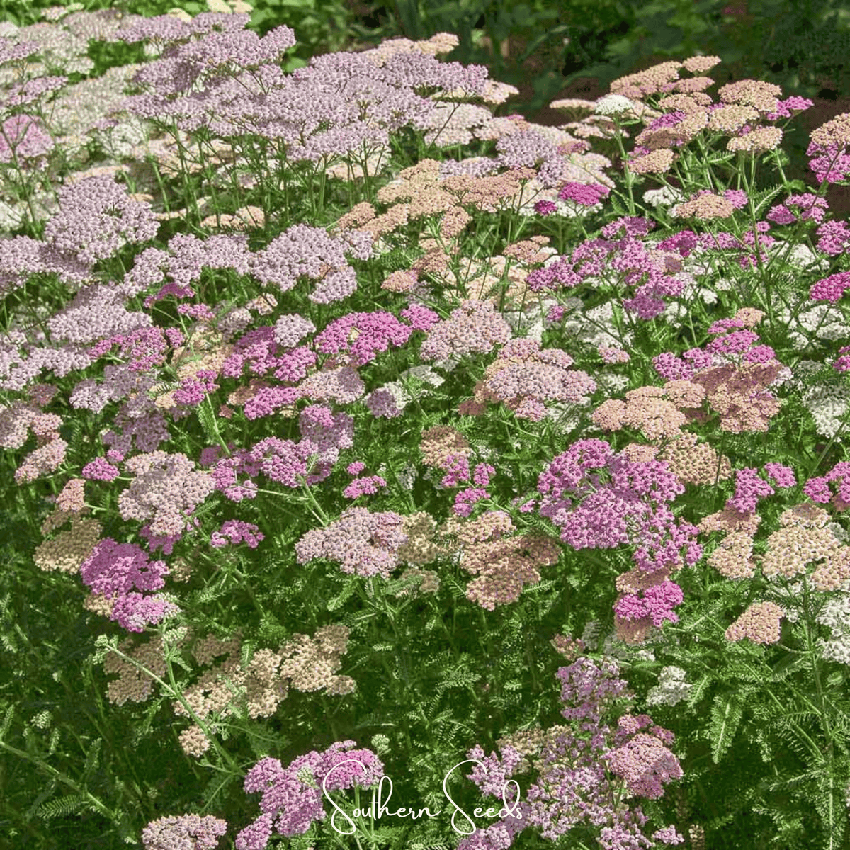 Colorado Yarrow Mix – 50 Seeds - Garden Gets