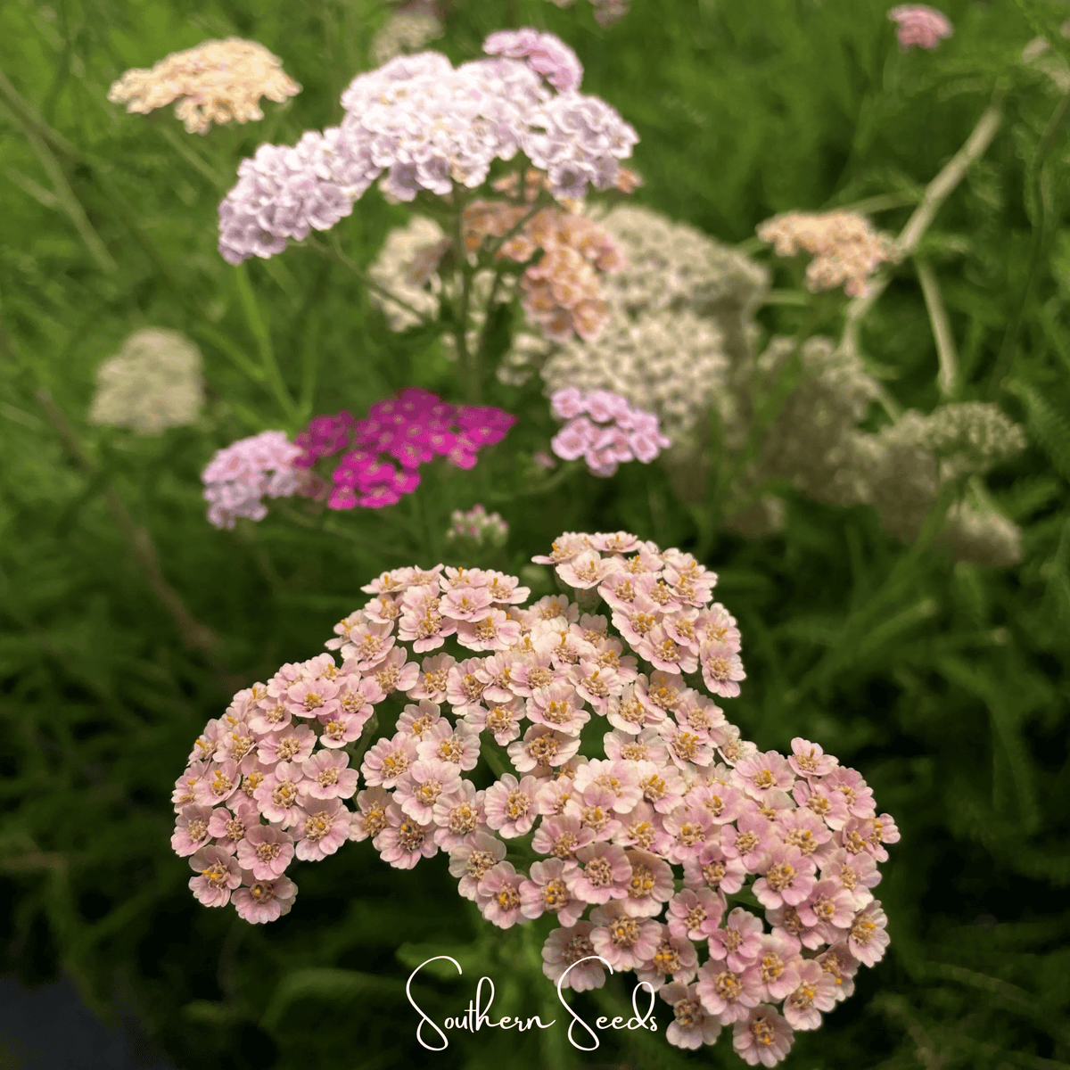 Colorado Yarrow Mix – 50 Seeds - Garden Gets
