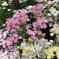 Colorado Yarrow Mix – 50 Seeds - Garden Gets