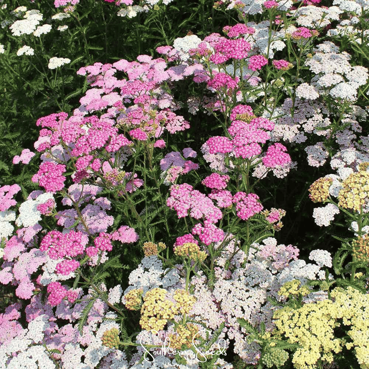 Colorado Yarrow Mix – 50 Seeds - Garden Gets