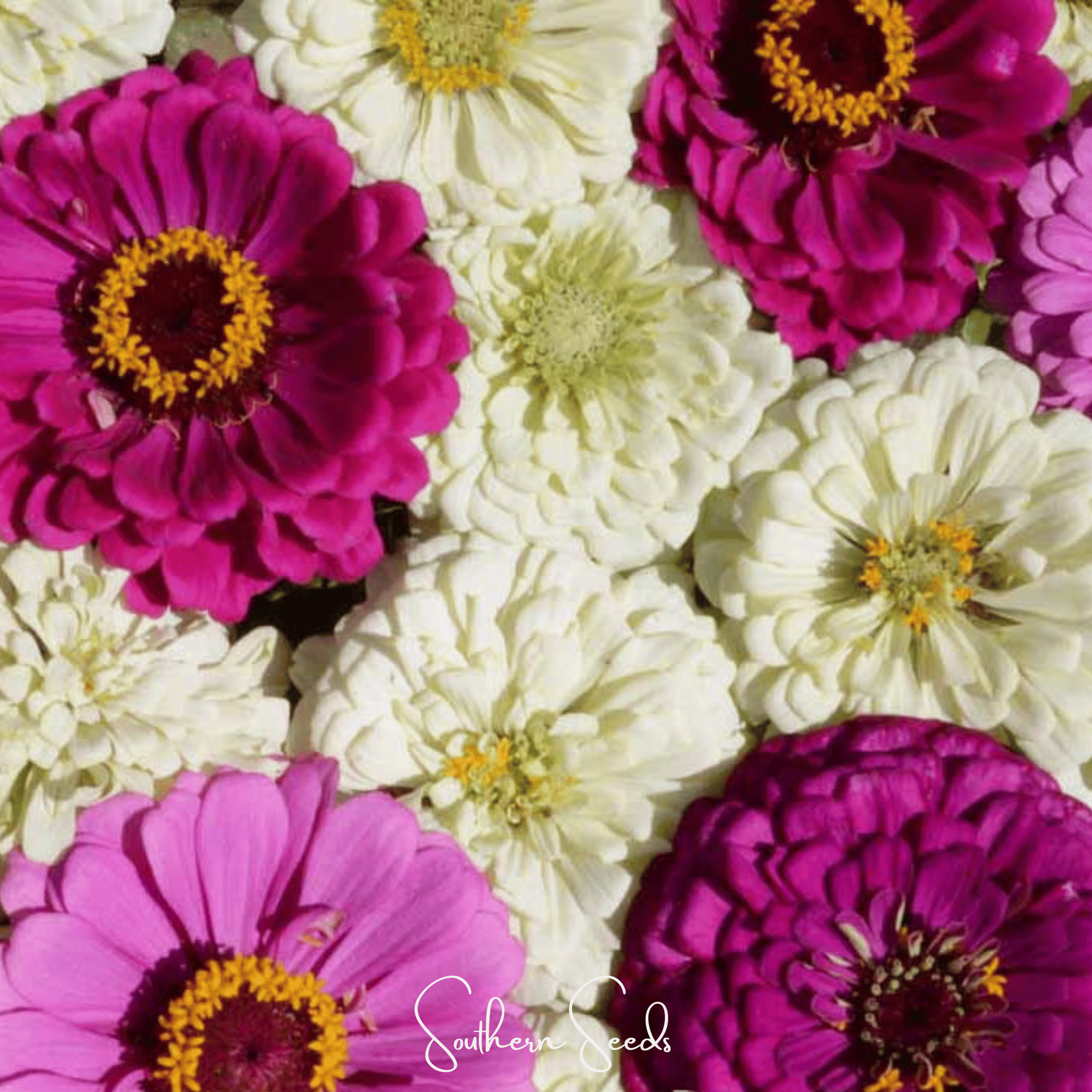 Blueberry Cheesecake Zinnia – 100 Seeds
