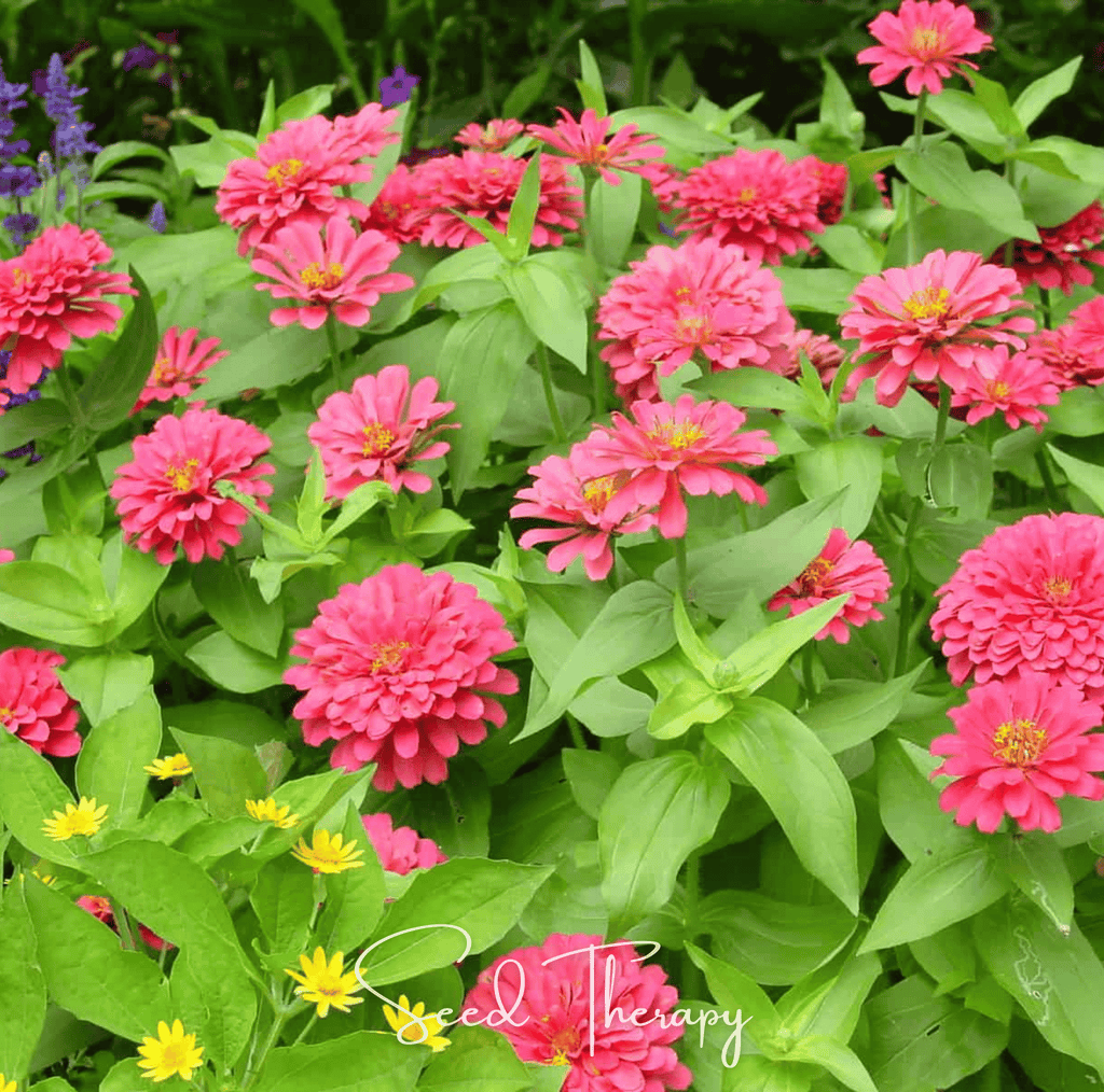 Coral Zinnia – 100 Seeds - Garden Gets